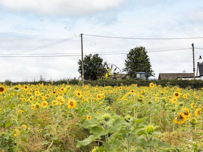 sunflowers at Hillstown Farm