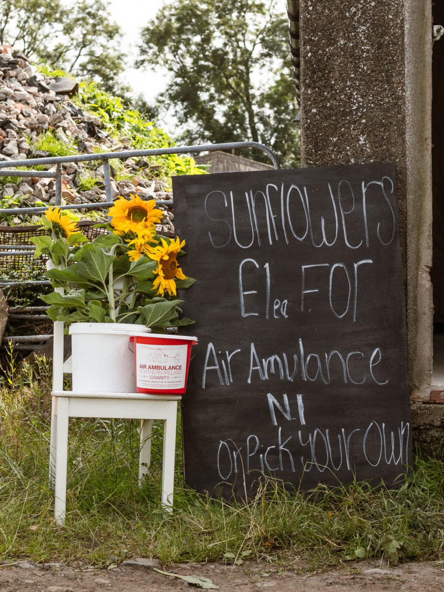sunflowers at Hillstown Farm