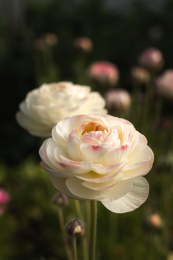 Close-up of ranunculus flowers growing at Mrs Bloom